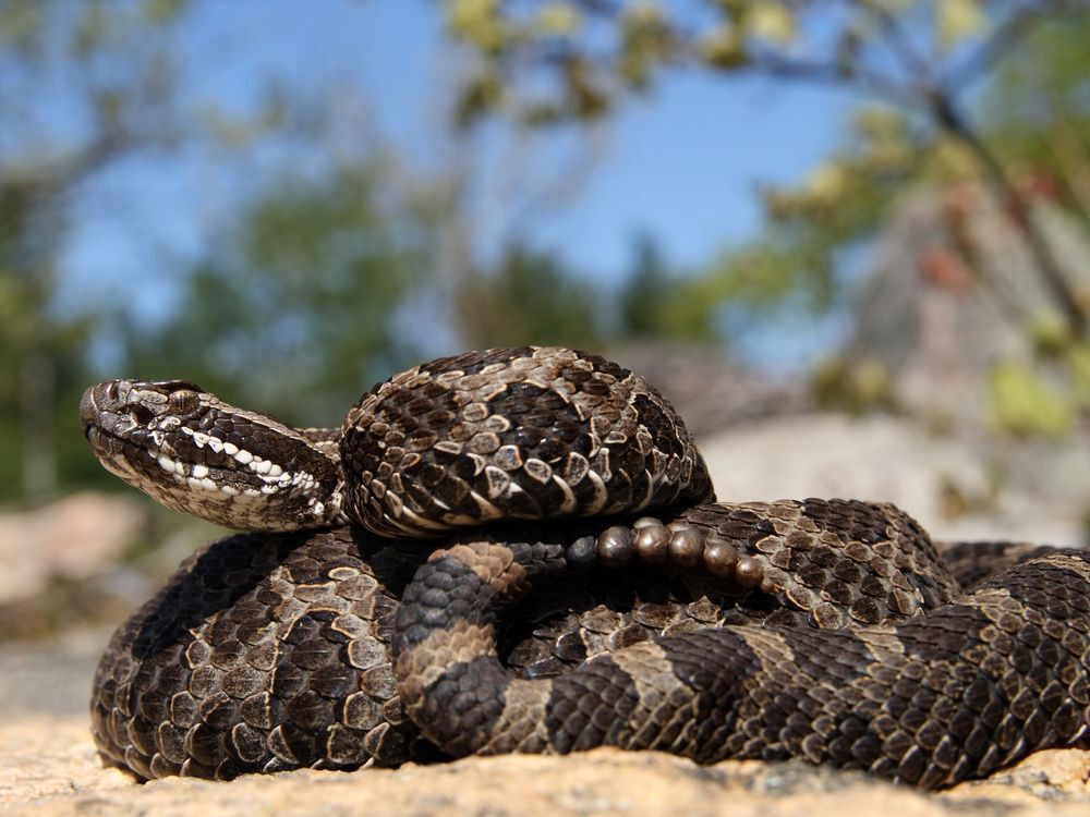 A massasauga rattlesnake, coiled in the sand