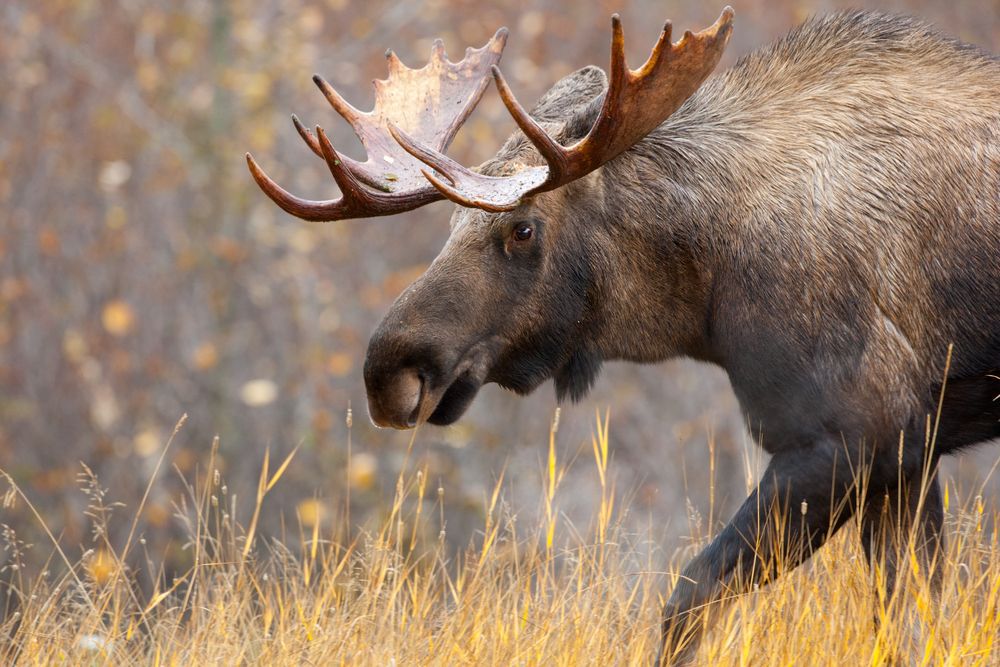 A bull moose walking through the tall grass