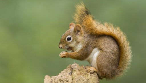 A red squirrel perched on a post against a green background