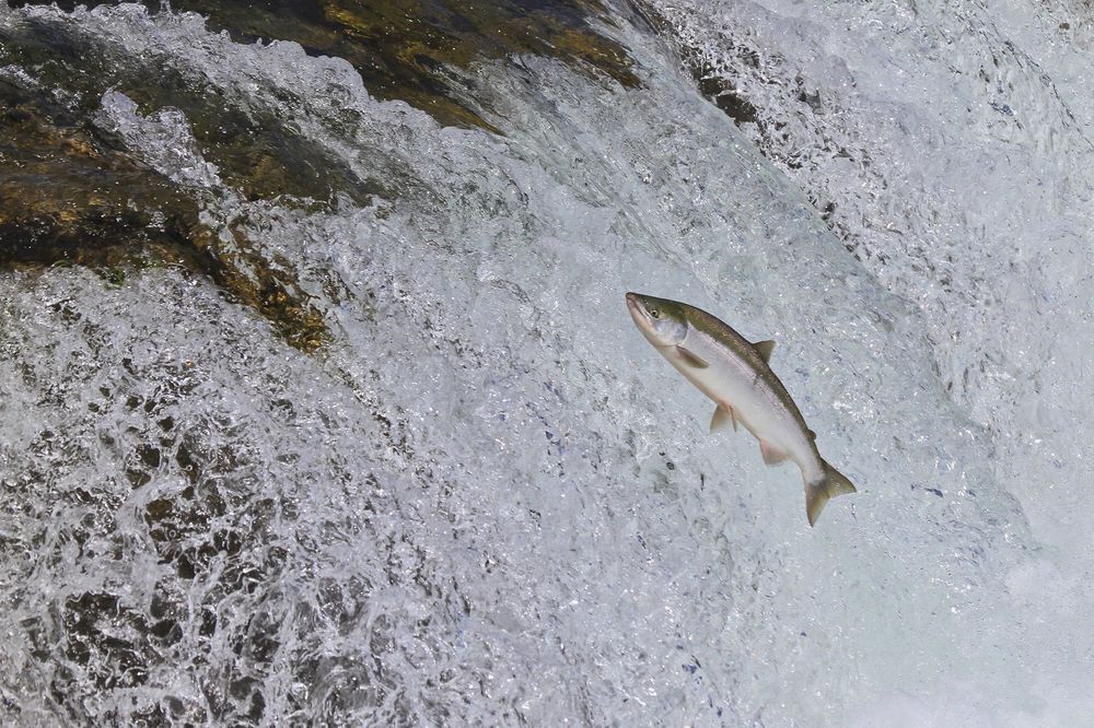 Chinook salmon leaping up a waterfall