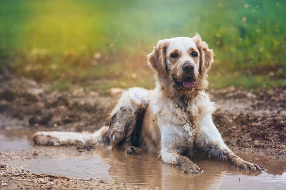 A golden retriever dog lying in a mud puddle