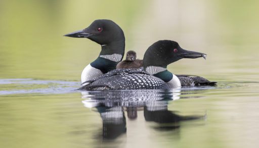 A loon pair with baby, floating on the lake