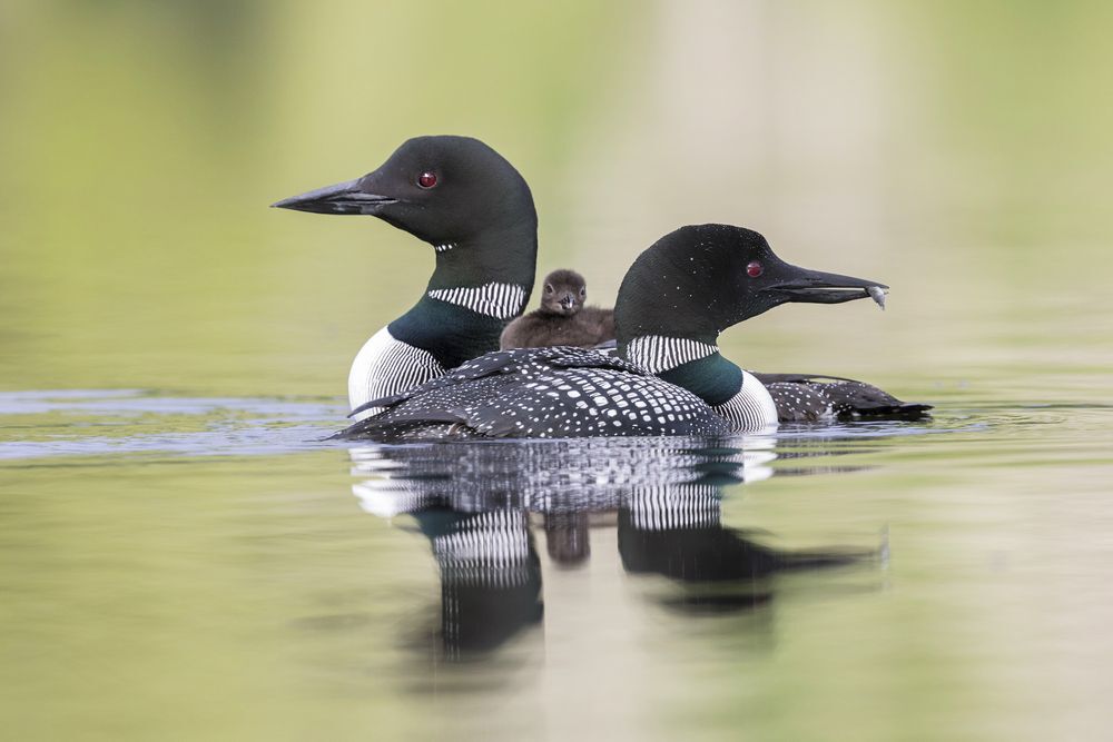 A loon pair with baby, floating on the lake