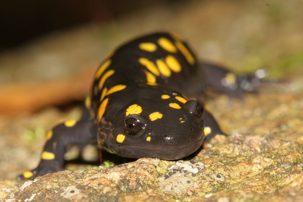 yellow spotted salamander