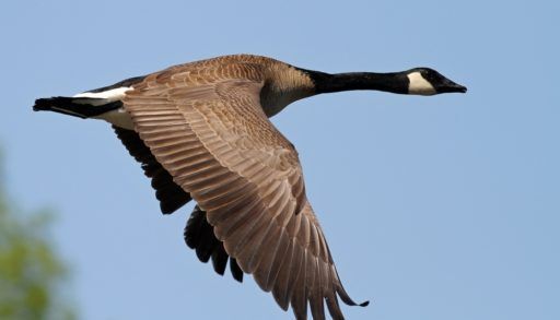 A single Canada goose flying against a blue sky background