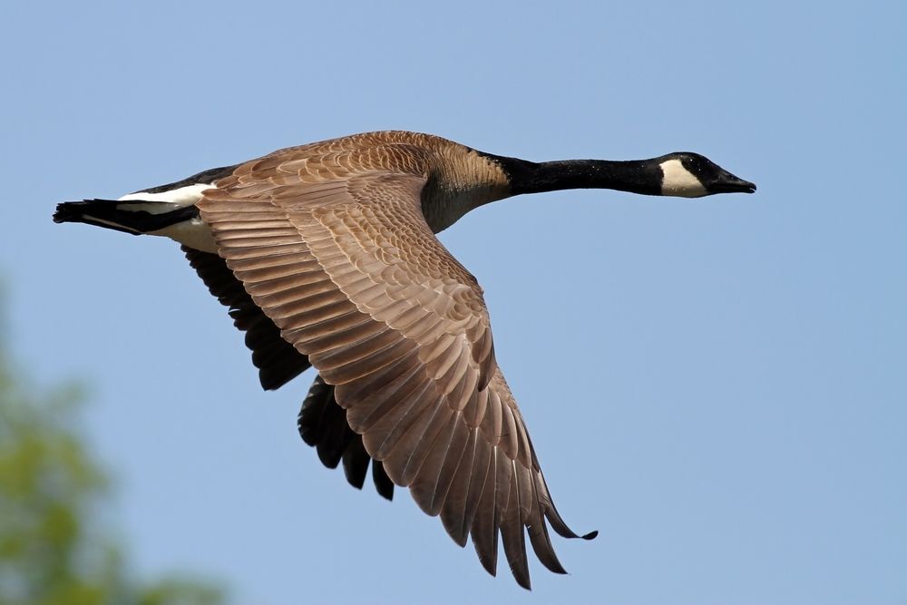 A single Canada goose flying against a blue sky background