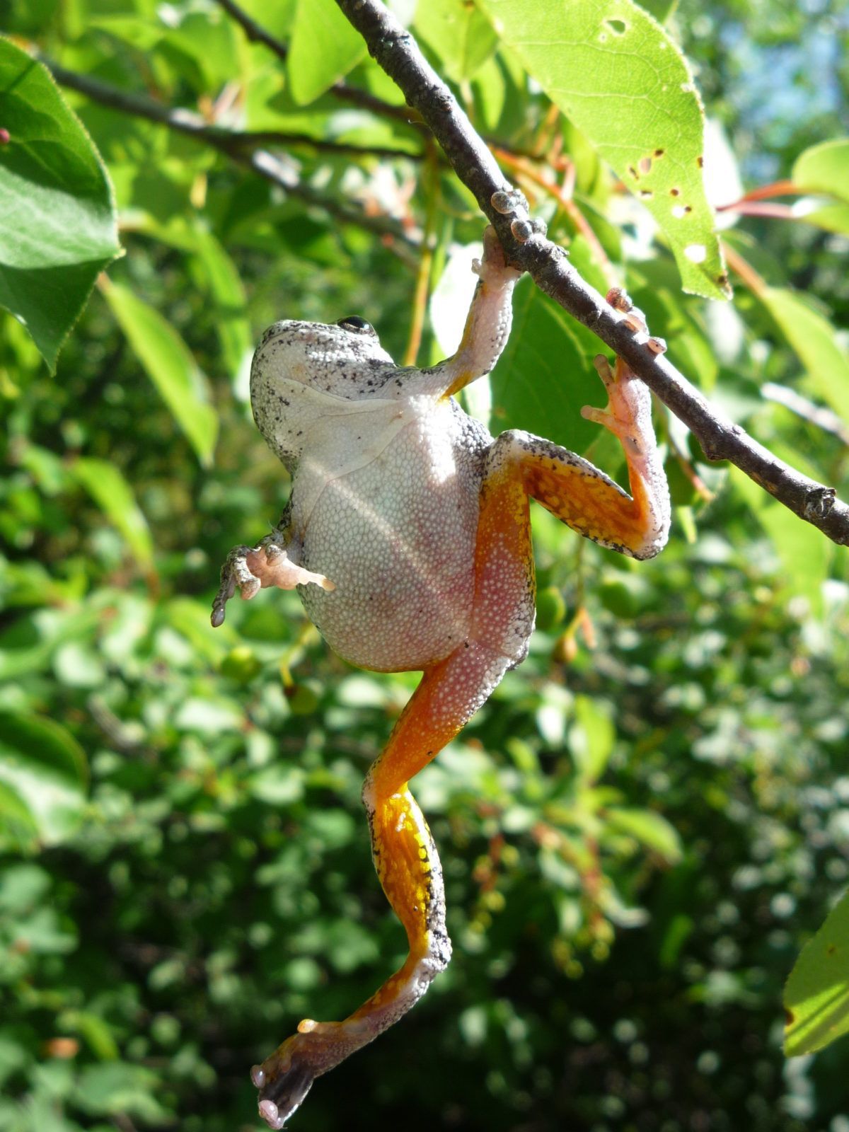 frog hangs from a branch