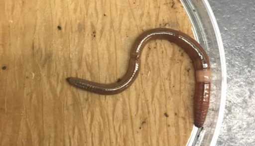 invasive jumping worm