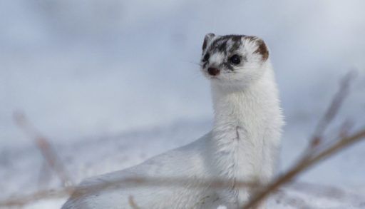 A white least weasel in winter, against a snowy background