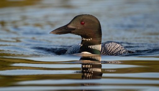 A solo loon on the lake, close-up