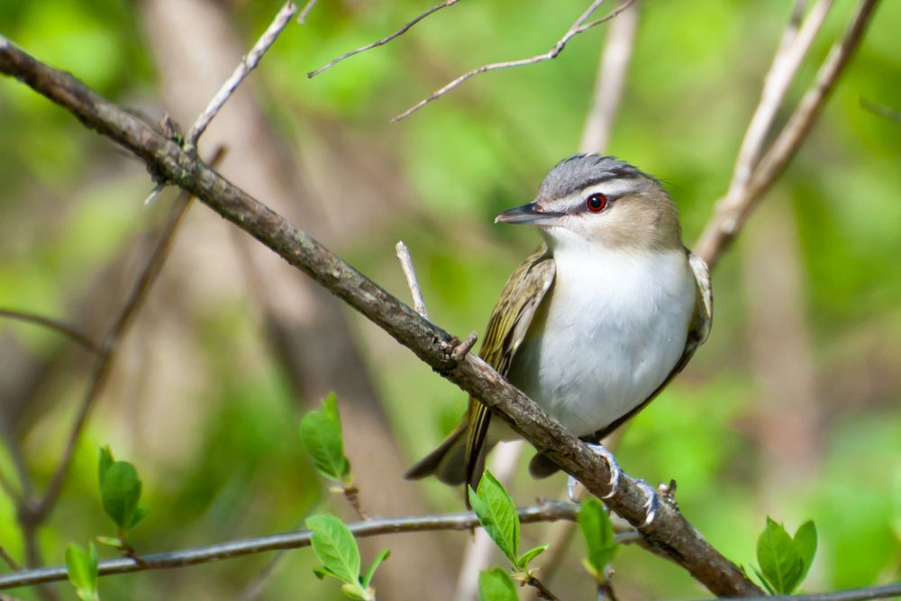 A red-eyed vireo sitting on a tree branch