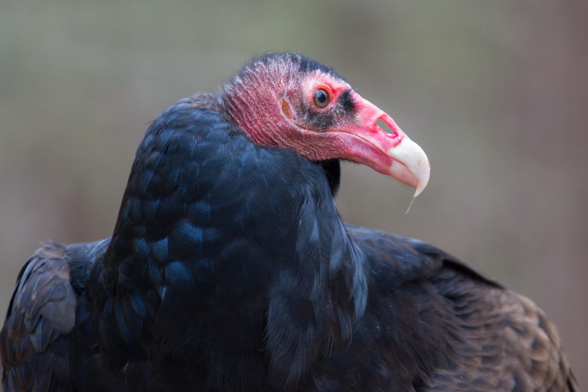 Turkey vulture