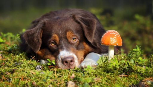 An Australian shepherd dog lying beside a toadstool mushroom