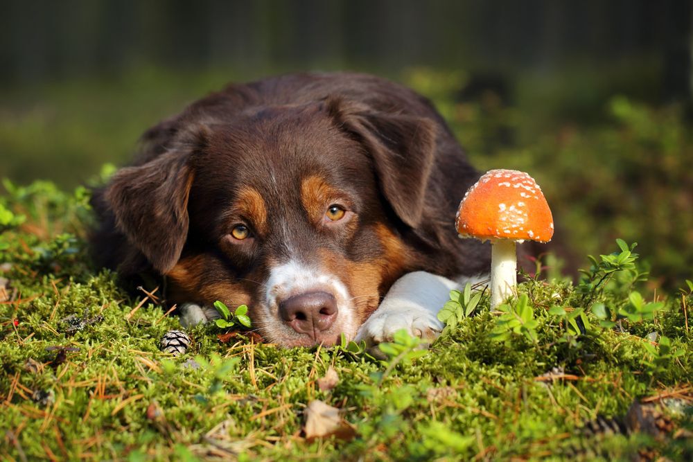 An Australian shepherd dog lying beside a toadstool mushroom