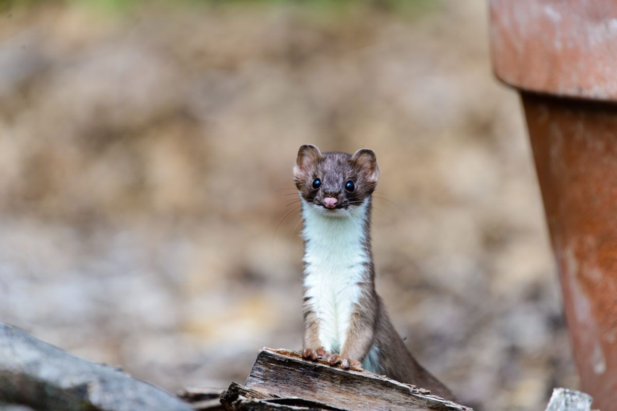Long-tailed weasel