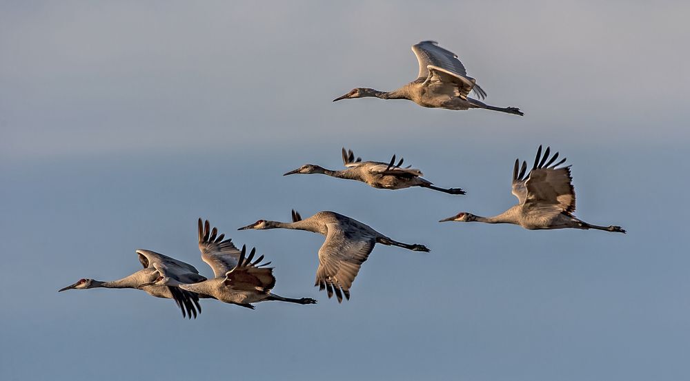 sandhill cranes migrating