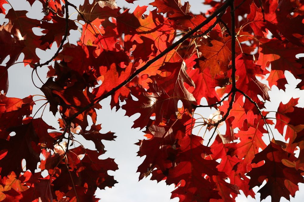 Close-up of red oak tree leaves in fall