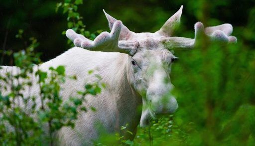 White Moose