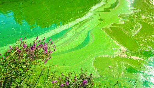 blue-green algae, cyanobacteria by the shore