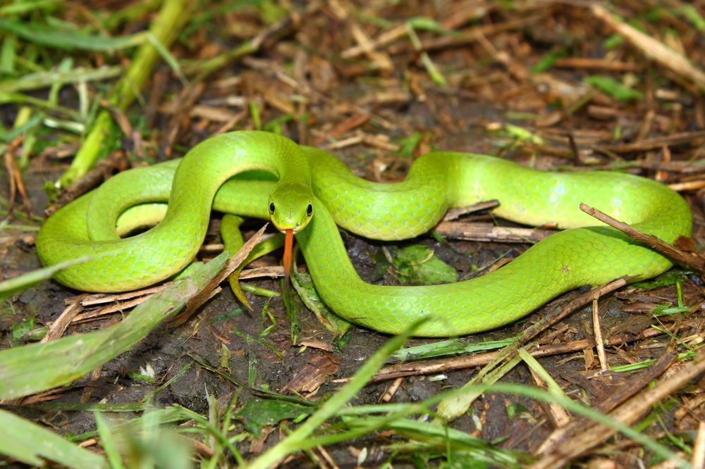 A smooth green snake lying in leaf litter
