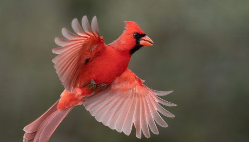 Northern Cardinal coming in for a landing, birds