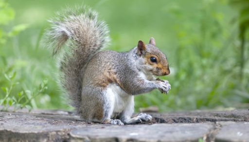 A grey squirrel with its paws clasped, eating