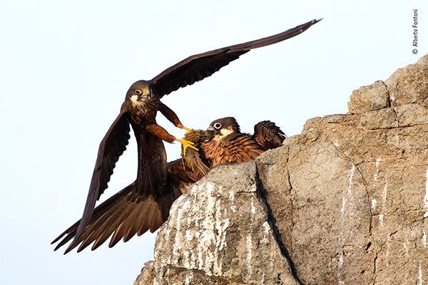 a male Eleonora’s falcon brings his mate food – a small migrant, probably a lark, wildlife