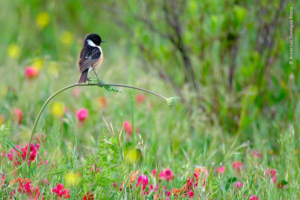 European stonechat balancing on a sulla vetch flower, wildlife