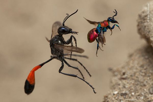 a red-banded sand wasp and a cuckoo wasp, about to enter next-door nest holes, wildlife