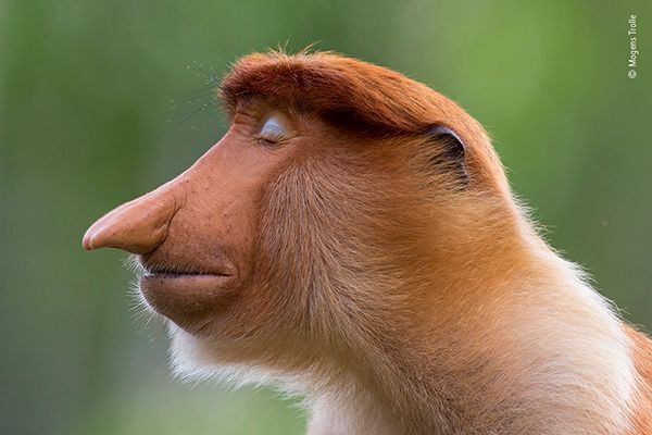 A proboscis monkey cocks his head slightly and closes his eyes, wildlife
