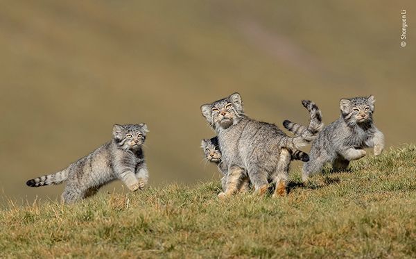 Rare picture of a family of Pallas’s cats, or manuls, on the remote steppes of the Qinghai–Tibet Plateau in northwest China