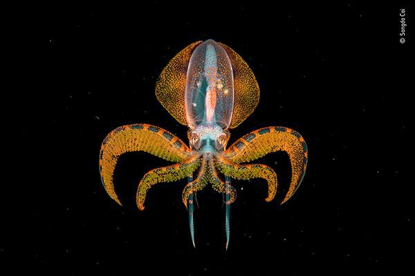 A tiny diamondback squid paralarva flits below in the blackness, wildlife