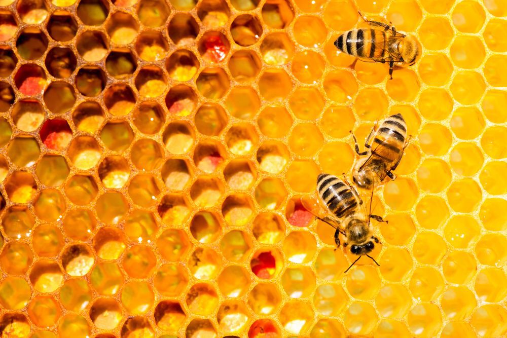 Honey Bees
