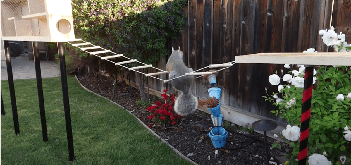 squirrel maneuvering an obstacle course ladder towards a bird feeder
