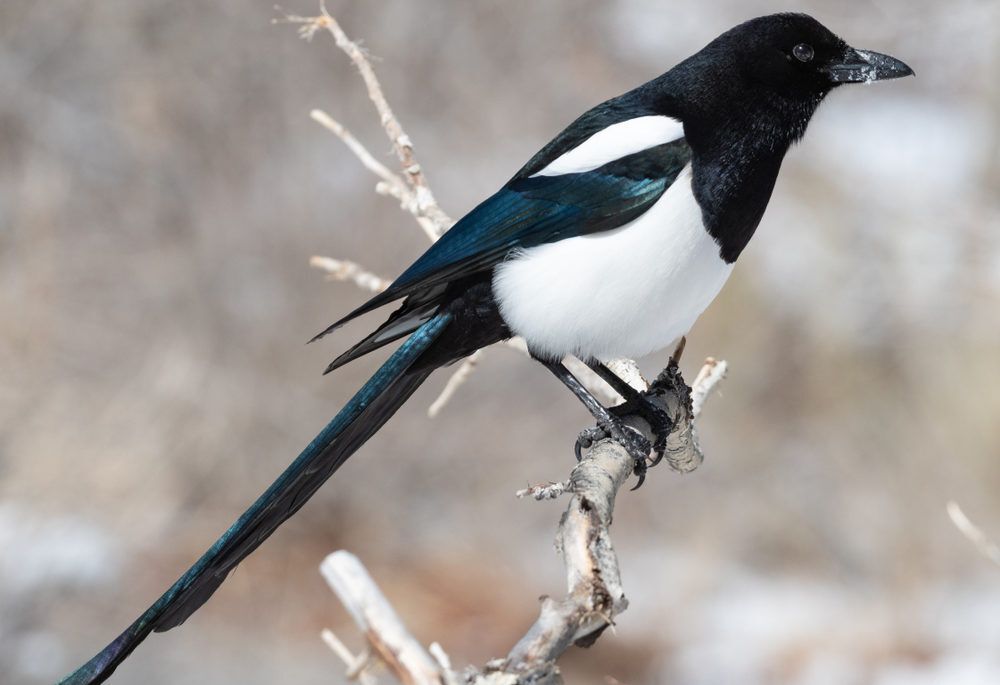 A black-billed magpie perched on a branch