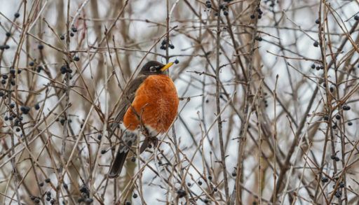A male robin sitting in a hawthorn tree in winter