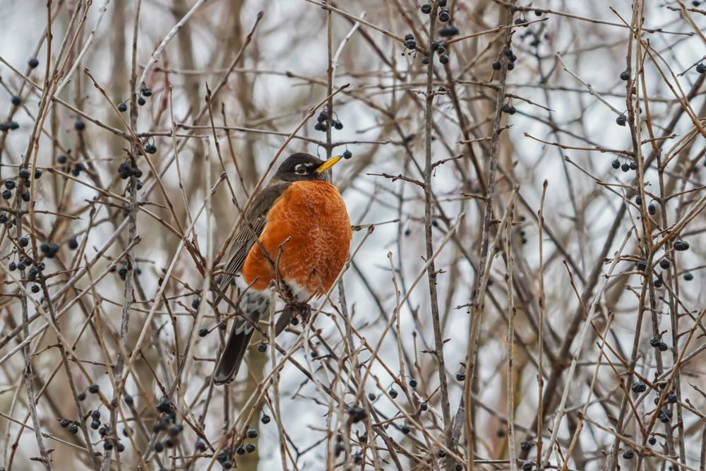 A male robin sitting in a hawthorn tree in winter