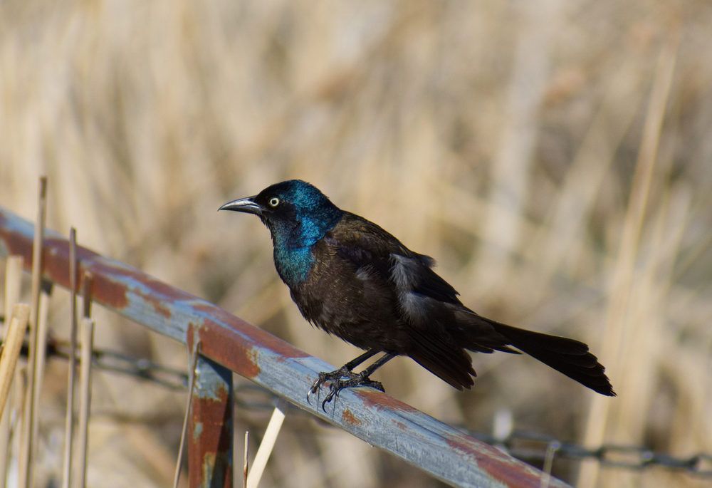 A common grackle perched on a fence next to a field