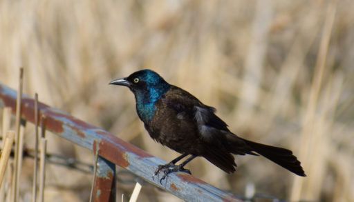 A common grackle perched on a fence next to a field