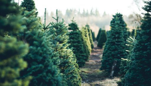 Christmas-tree-farm