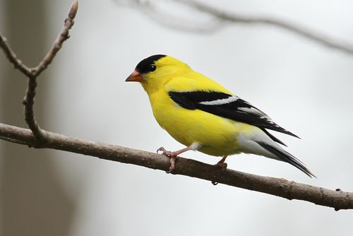 American Goldfinch in the tree