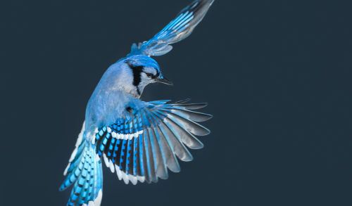 A blue jay soaring in the air in winter