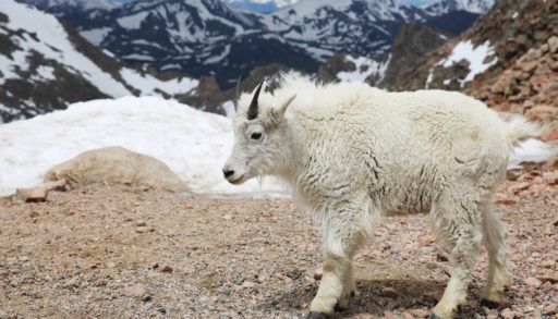 A baby mountain goat standing against a snowy background