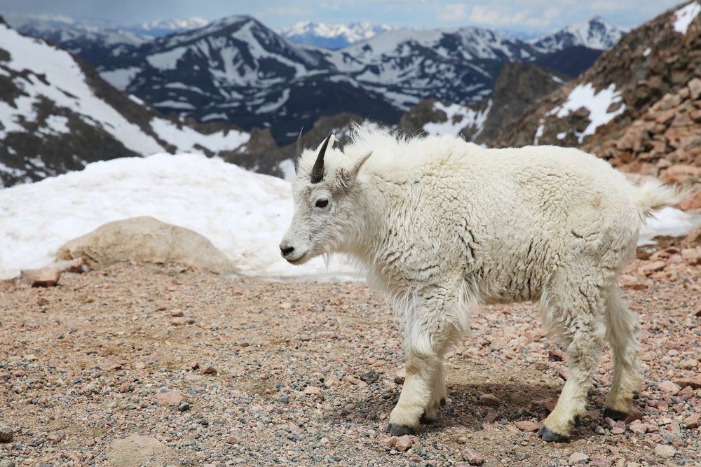 A baby mountain goat standing against a snowy background