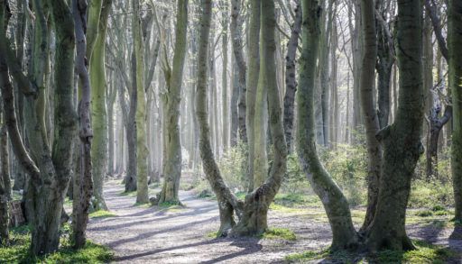 A forest of trees with curved trunks