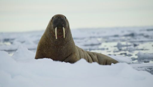 An Atlantic walrus sitting on an ice floe