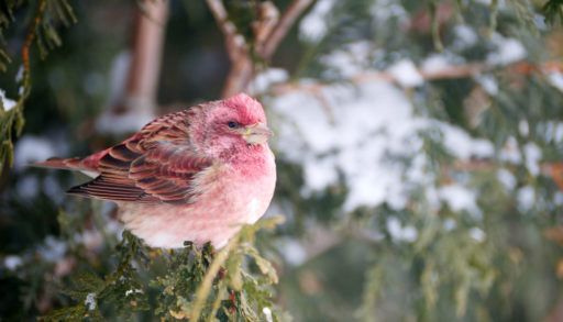 A male purple finch, perched on a cedar branch in winter