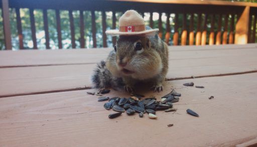 Chipmunk with RCMP hat