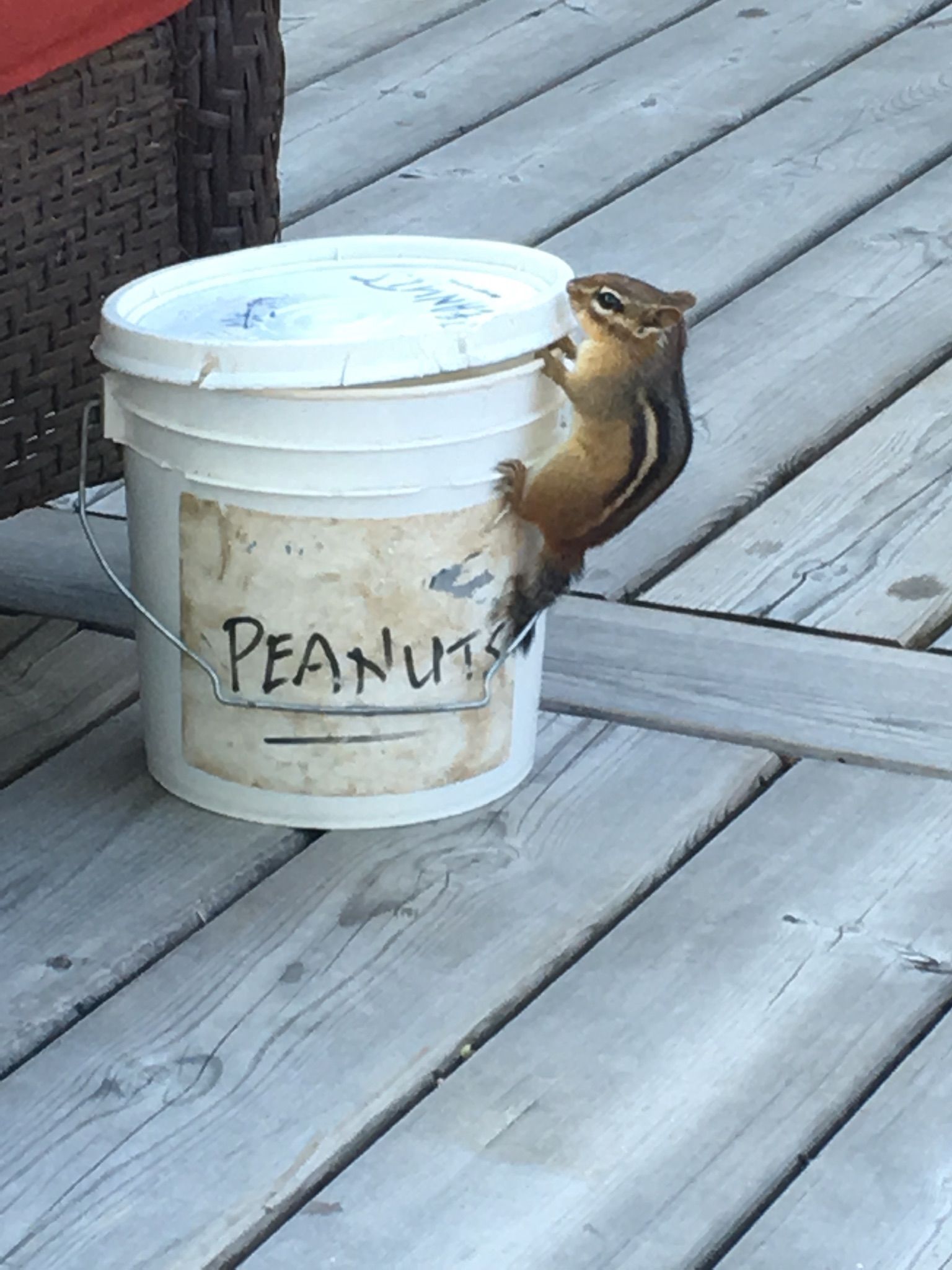 Chipmunk opening bucket