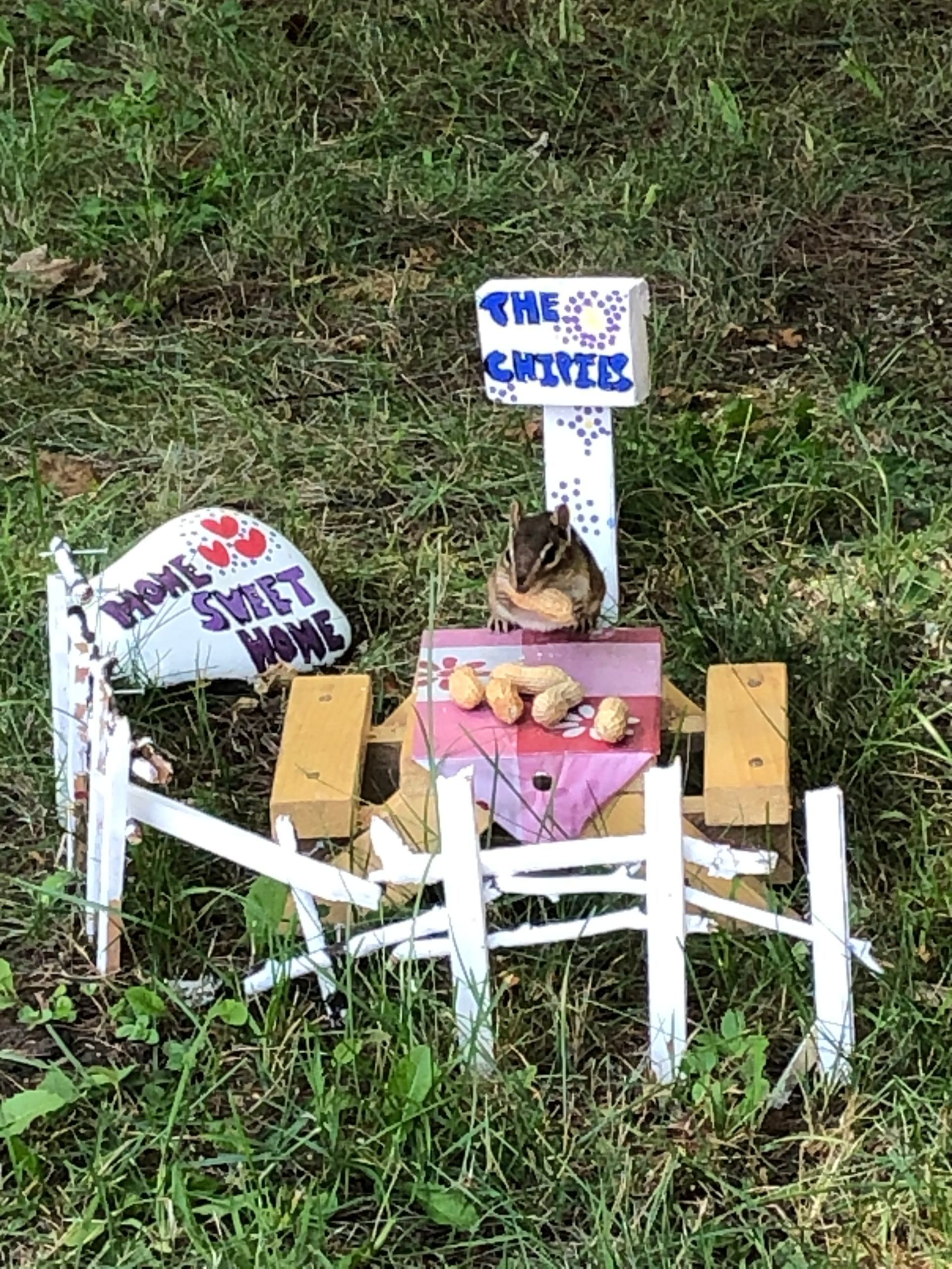 Chipmunk at picnic table